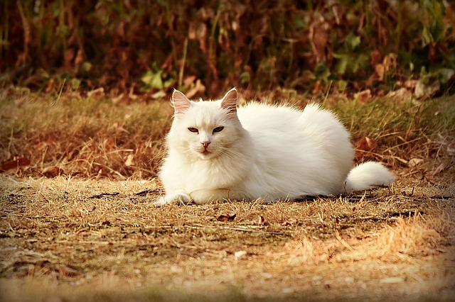 bílá kočka